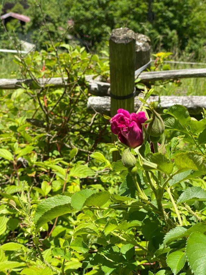 Kurzzeitdomizil In Oberstdorf Daire Dış mekan fotoğraf